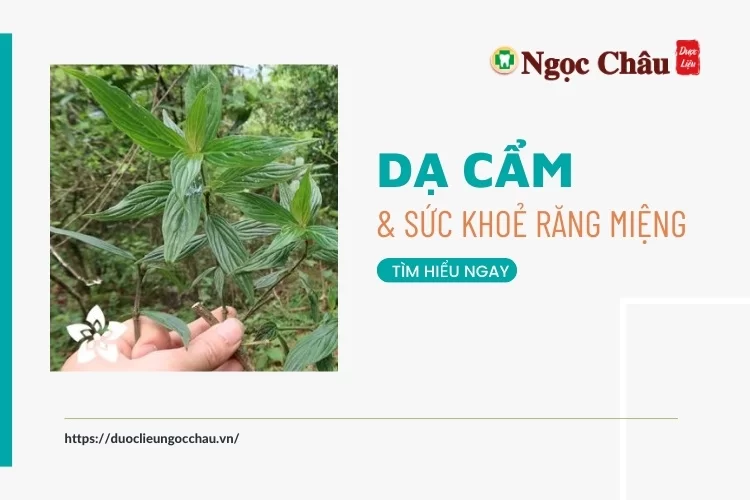 Tác dụng của cây dạ cẩm với sức khỏe răng miệng