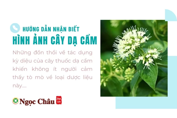 [chờ duyệt]Hình ảnh cây dạ cẩm: Hướng dẫn nhận biết và cách sử dụng